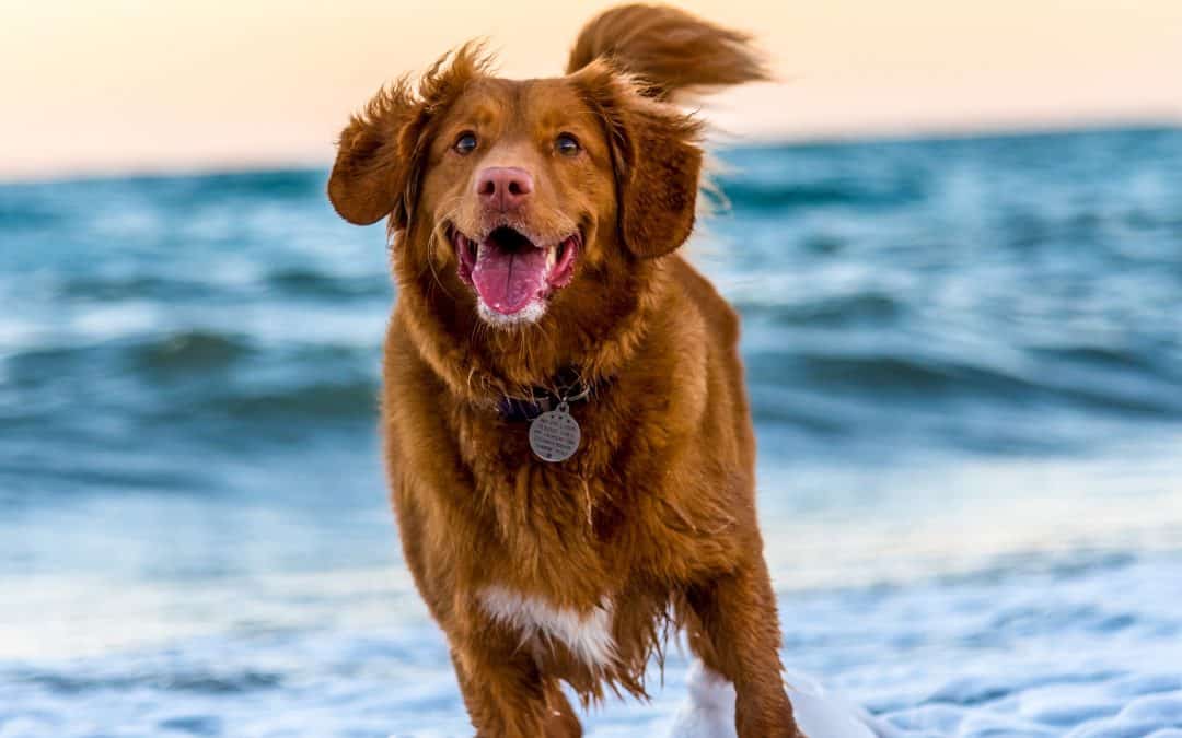 10 redenen waarom de juiste hondenvoeding voor je hond zo belangrijk is