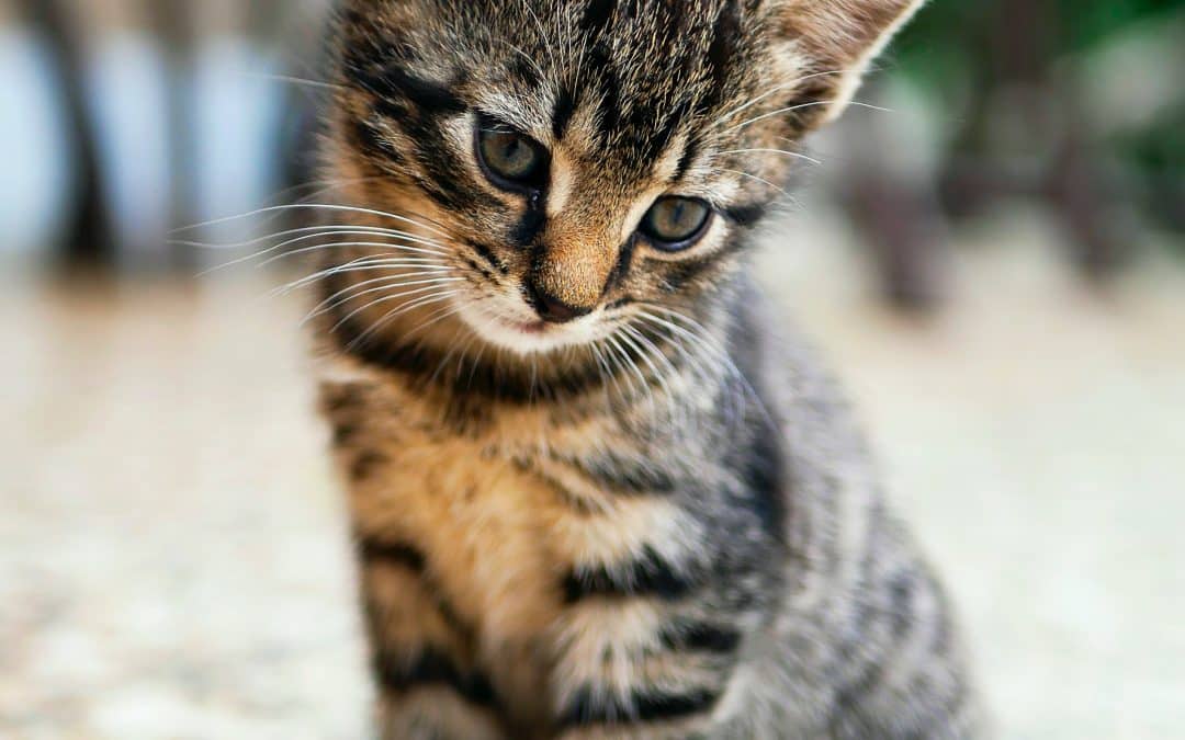 Nieuw! ProGo Cat Adult Fish – Gezonde voeding voor Katten